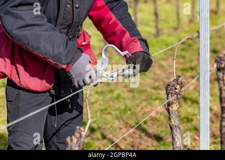 Le jeune homme nouent des branches de vigne dans un vignoble Banque D'Images