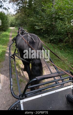 Cheval noir de Frise maîtrisée vu de l'arrière tout en traversant la forêt sur un sentier sablonneux. Les rênes passent par des anneaux de fer ronds jusqu'au coachman Banque D'Images