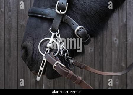 Gros plan de la partie inférieure de la tête d'un cheval noir de la Frise avec harnais, halter, chaînes, rênes et trépan Banque D'Images