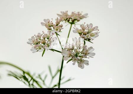 Coriandre (Coriandrum sativum) aussi appelée coriandre ou persil chinois, en fleur. Banque D'Images