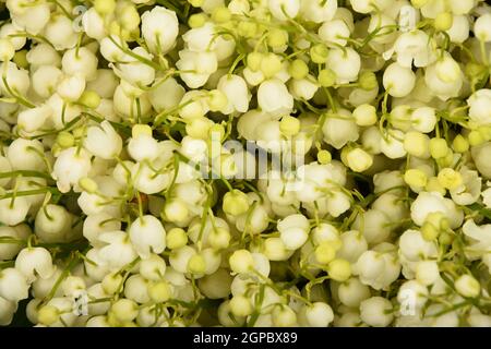 Gros plan de la fraîcheur des nénuphars du bouquet de fleurs de la vallée, vue en grand angle, directement au-dessus Banque D'Images