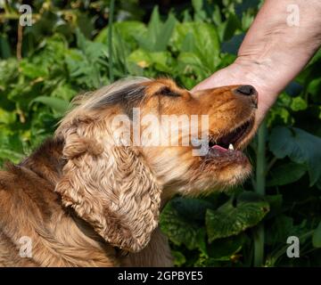 Couleur de sable Anglais Afficher le Cocker Spaniel en cours de petted ou de stroked. Banque D'Images