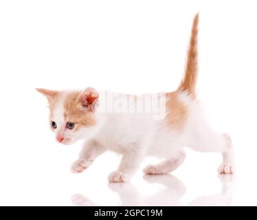 Chaton brillant avec une queue rouge relevée sur un fond blanc. Vue latérale. Banque D'Images