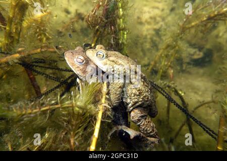 Erdkröten-Paar (Bufo bufo) beim Laichen zwischen Ähren-Tausendblatt (Myriophyllum spicatum) im Gartenteich, Deutschland, Nordrhein-Westfalen, Weilersw Banque D'Images