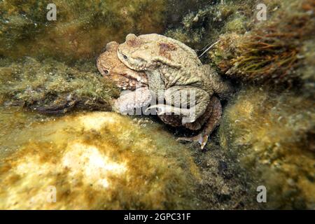 Erdkröten-Paar (Bufo bufo) beim Laichen zwischen Ähren-Tausendblatt (Myriophyllum spicatum) im Gartenteich, Deutschland, Nordrhein-Westfalen, Weilersw Banque D'Images