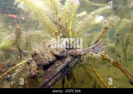 Erdkröten-Paar (Bufo bufo) beim Laichen zwischen Ähren-Tausendblatt (Myriophyllum spicatum) im Gartenteich, Deutschland, Nordrhein-Westfalen, Weilersw Banque D'Images