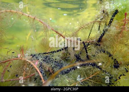 Laichschnüre von Erdkröten (Bufo bufo) an Ähren-Tausendblatt (Myriophyllum spicatum), Deutschland, Nordrhein-Westfalen, Weilerswist Banque D'Images