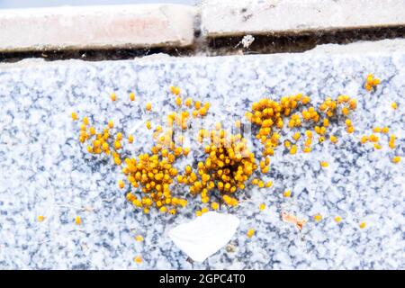 Les jeunes araignées, issues des œufs dans le nid. Colonie d'araignées nouveau-né. Banque D'Images