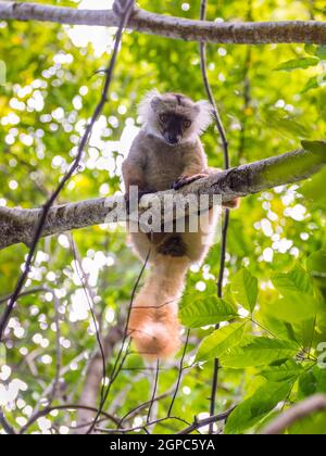 Lémurien dans leur habitat naturel, la réserve naturelle de Lokobe strict à Nosy Be, Madagascar, Afrique Banque D'Images