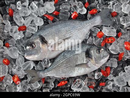 Le poisson frais sur des glaçons. Fresh dorado ou daurade sur des cubes de glace et fond noir Banque D'Images