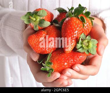 Fraises entre les mains des enfants. La fille tient des fraises entre les mains. Une alimentation saine Banque D'Images