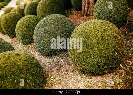 Jardin paysagé avec boules de buis près de en France. Sphères vertes. Photo de haute qualité Banque D'Images