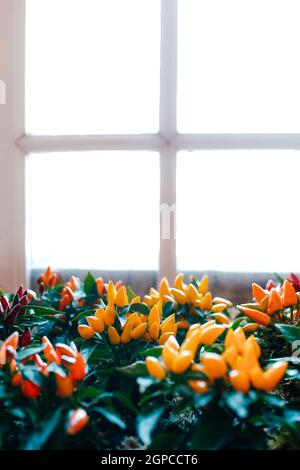 Pots avec petits poivrons rouges, jaunes et oranges décoratifs près de la fenêtre. Photo de haute qualité Banque D'Images