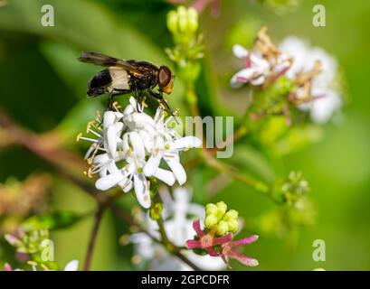 Macro d'une mouche pellucide sur une fleur de sept fils Banque D'Images