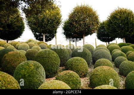 Jardin paysagé avec boules de buis près de en France. Sphères vertes. Photo de haute qualité Banque D'Images