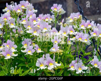 Gros plan de jolies petites fleurs de Nemesia dans un panier suspendu, variété bonnet de Pâques Banque D'Images