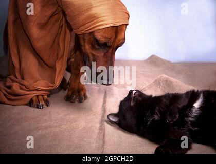 Le grand chien à poil rouge de la race Rhodésie Ridgeback un foulard et allongé sur le dos d'un noir chat avec une tache blanche sur un tapis en tissu à l'intérieur Banque D'Images