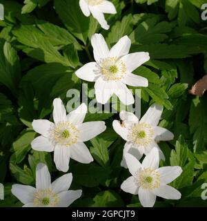 Anemone nemerosa L. , l'anemone en fleurs s'épanouit dans une forêt Banque D'Images