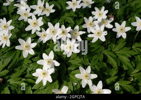 Anemone nemerosa L. , l'anemone en fleurs s'épanouit dans une forêt Banque D'Images