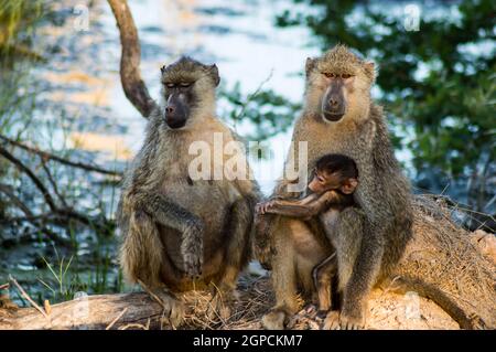 Bébé chacma babouin (Papio ursinus) est assis sur le ventre de sa mère avec un joli visage, Parck Amboseli, Kenya. Banque D'Images