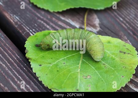 Macro d'une chenille de peuplier sur une feuille. Banque D'Images
