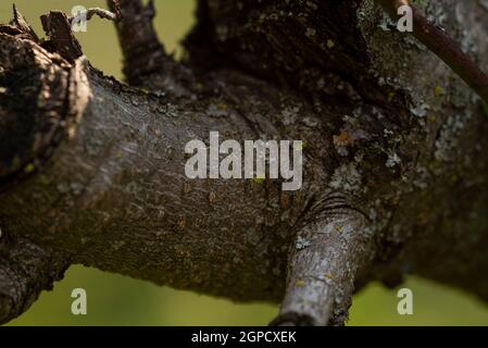 Détail macro d'une branche coupée avec un arrière-plan flou Banque D'Images