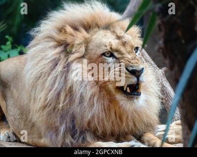 Gros plan avec le téléobjectif d'un grand lion allongé avec une manne brouillée. La bouche est légèrement ouverte, les fangs peuvent être vus dans une vue presque frontale. Banque D'Images