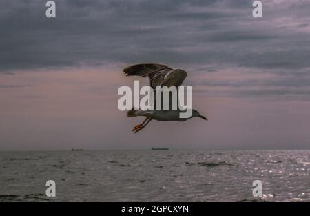 Un mouette se trouve au-dessus de la mer Noire sur un fond de temps nuageux. Banque D'Images