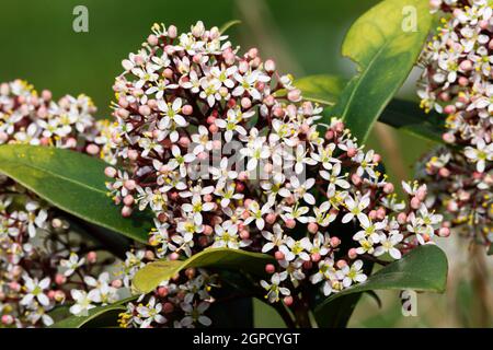 Fleurs blanches et bourgeons rouges de Skimmia japonica au printemps Banque D'Images