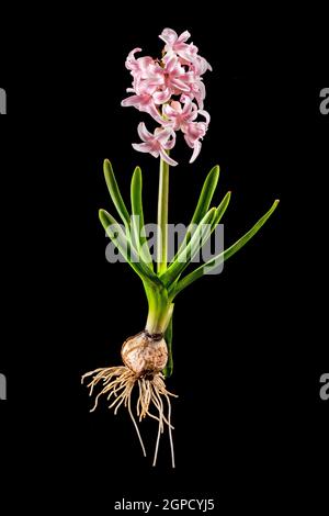 Jacinthe rose avec oignon, feuilles et fleurs isolées sur le noir Banque D'Images