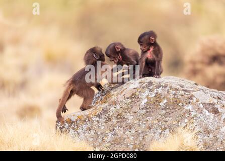 Bébé de singe Gelada animal endémique sur la roche, en voie de disparition Theropithecus gelada, dans l'habitat naturel éthiopien montagnes Simien, Afrique faune éthiopienne Banque D'Images