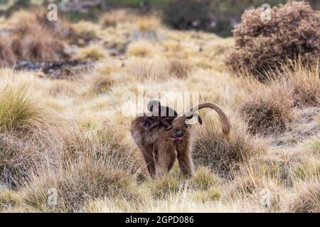 Bébé de singe Gelada animal endémique sur le dos des mères, en voie de disparition Theropithecus gelada, dans l'habitat naturel éthiopien montagnes Simien, Afrique Éthiopie Banque D'Images