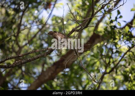 Oiseau thrasher brun (Toxostoma rufum) perché sur un membre d'arbre Banque D'Images