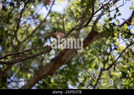 Oiseau thrasher brun (Toxostoma rufum) perché sur un membre d'arbre Banque D'Images