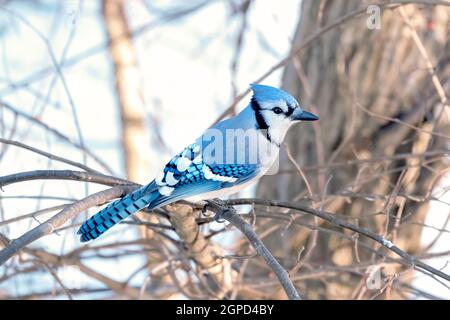 Un geai bleu perché sur un froid jour d'hiver de la Nouvelle-Angleterre. Banque D'Images