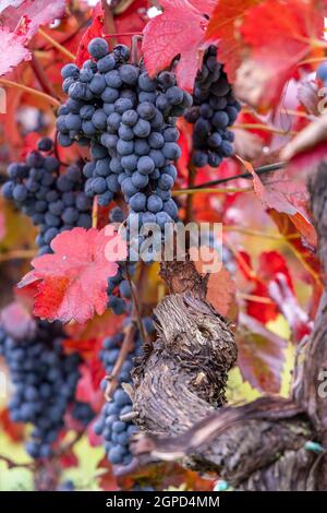 Raisins bleus Alibernet en automne vignoble, Moravie du Sud, République Tchèque Banque D'Images