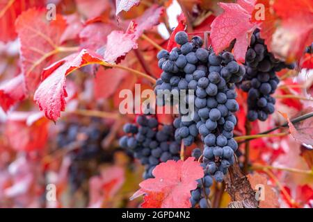 Raisins bleus Alibernet en automne vignoble, Moravie du Sud, République Tchèque Banque D'Images