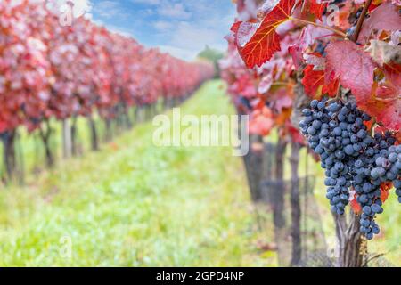 Raisins bleus Alibernet en automne vignoble, Moravie du Sud, République Tchèque Banque D'Images