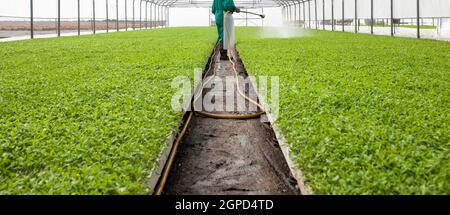 Ouvrier arrosant des plants de tomate en serre. Las Vegas Altas del Guadiana, Estrémadure, Espagne Banque D'Images