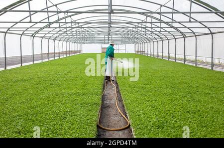 Ouvrier arrosant des plants de tomate en serre. Las Vegas Altas del Guadiana, Estrémadure, Espagne Banque D'Images