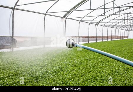 Ouvrier arrosant des plants de tomate en serre. Las Vegas Altas del Guadiana, Estrémadure, Espagne Banque D'Images