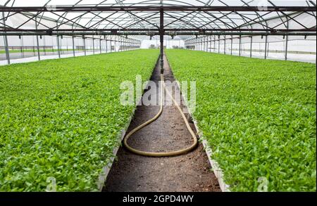 Système de gicleurs de tête aux plants de tomates en serre. Las Vegas Altas del Guadiana, Estrémadure, Espagne Banque D'Images