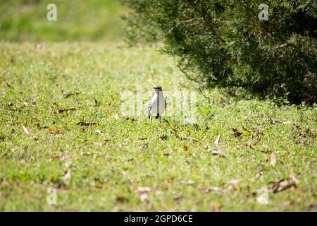 mockingbird du Nord (Mimus poslyglotto) regardant autour d'une pelouse bien entretenue Banque D'Images