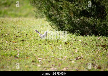 mockingbird du Nord (Mimus poslyglotto) sur une pelouse bien entretenue Banque D'Images