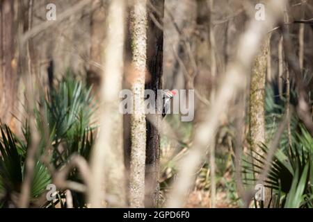 Le pic pilé (Dryocopus pileatus) recherche d'insectes sur un arbre Banque D'Images