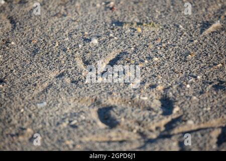 Piste d'oiseaux isolée dans le sable de plage, avec trois pistes groupées dans le coin inférieur droit Banque D'Images