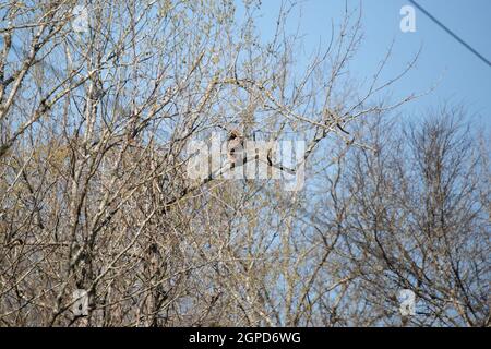 Faucon à queue rouge (Buteo jamaicensis) perché majestueusement haut dans un arbre Banque D'Images