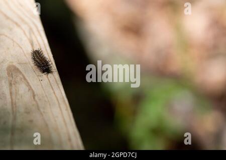 Buck Moth caterpillar (Hemileuca maia) rampant le long d'une planche de promenade Banque D'Images