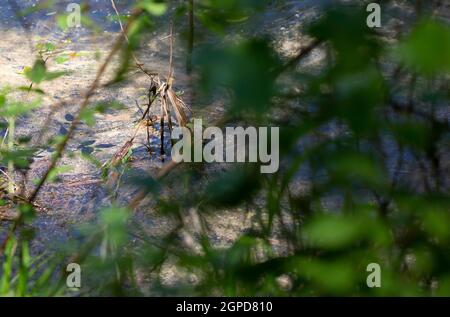 La couleuvre d'eau à large bande (Nerodia fasciata confluens) nageant à travers le marais Banque D'Images