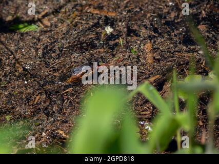 La couleuvre d'eau à large bande (Nerodia fasciata confluens) nageant à travers le marais Banque D'Images